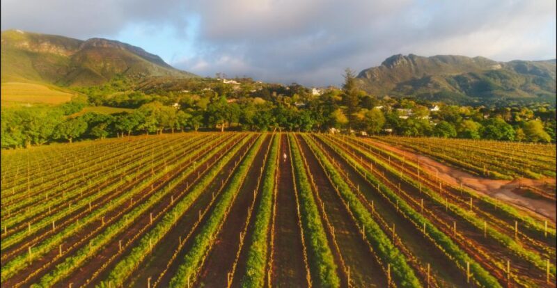 Constantia: Wine Walk with Lunch and Enchanting Stories - The Sum Up
