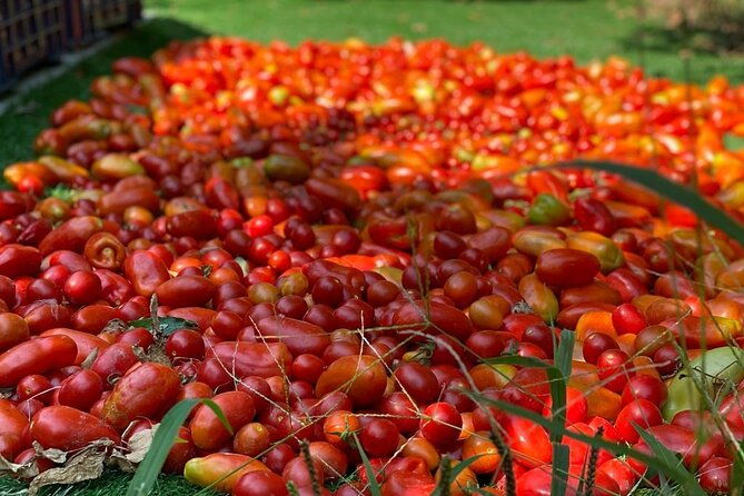 cook-and-eat-in-a-citrus-grove-in-sorrento