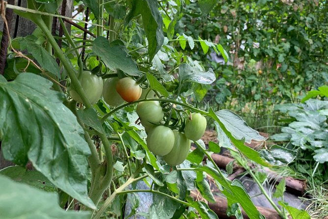 cook-and-eat-in-a-citrus-grove-in-sorrento