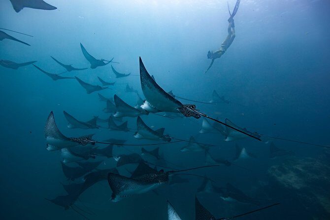 Cook Islands Turtle and Ray Tour - FAQ