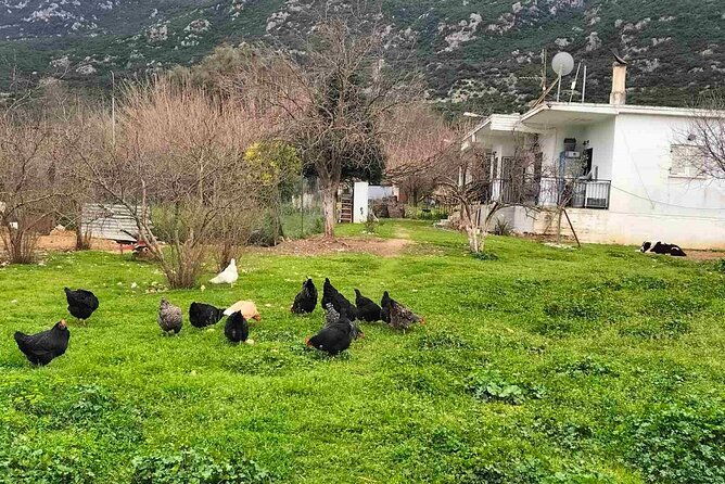 cooking-class-at-alexandras-farm-in-ypati-thermal-springs