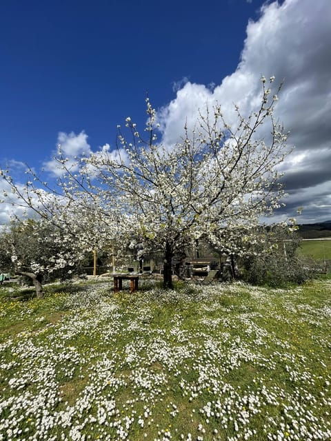 cooking-class-in-our-family-farm-in-chianti-with-lunch