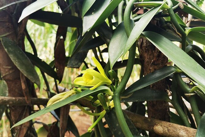 cooking-class-medicinal-plants-garden-manuel-antonio