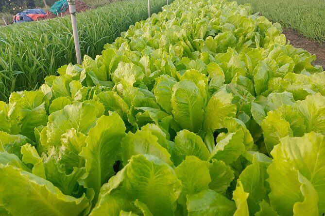 Cooking Class (visit local market, Tra Que Vegetable village tour and cooking) - FAQ