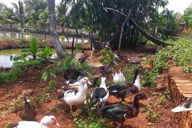 Cooking, Farming and Waterfall In Vietnam Countryside - Realities: What the Reviews Tell Us