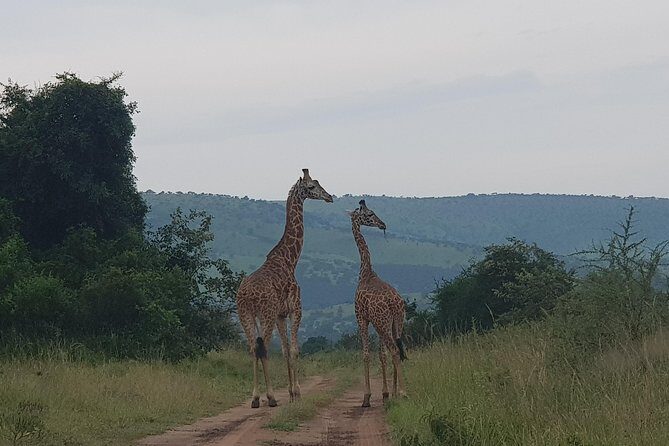 Cool Share Day Akagera Game Drive, Daily Depart, Boat Ride, Lunch - FAQ