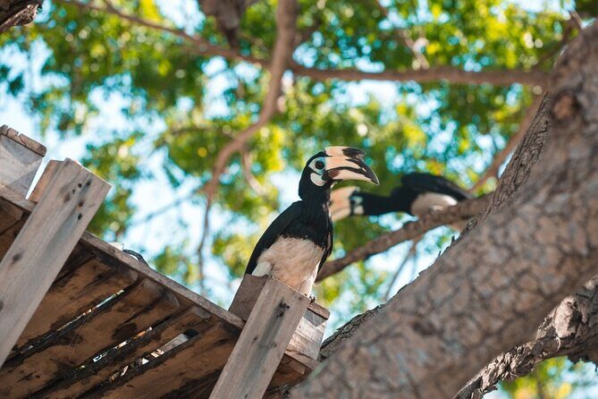 Coral and Racha Islands from Phuket - Introduction: A Journey Through Phuket’s Island Paradises