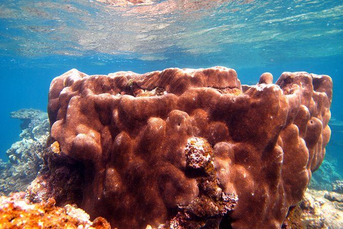 Coral Bay 1-Hour Coral Viewing - The Sum Up: Is It Worth It?