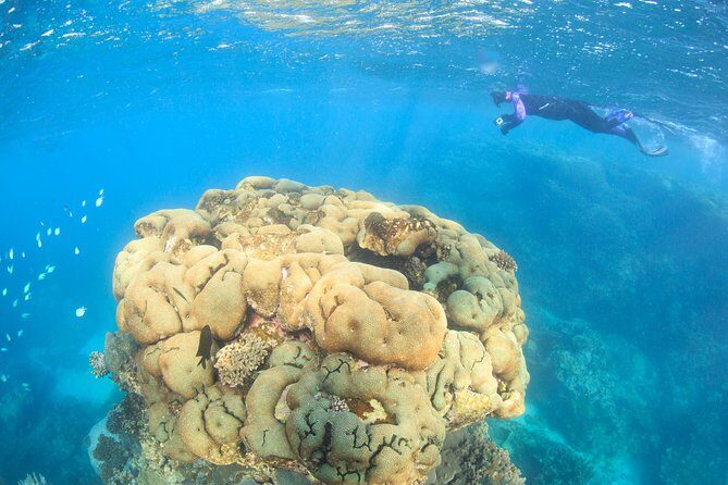 Coral Bay 2-Hour Coral Viewing and Snorkeling - Coral Bay 2-Hour Coral Viewing and Snorkeling: A Genuine Underwater Adventure