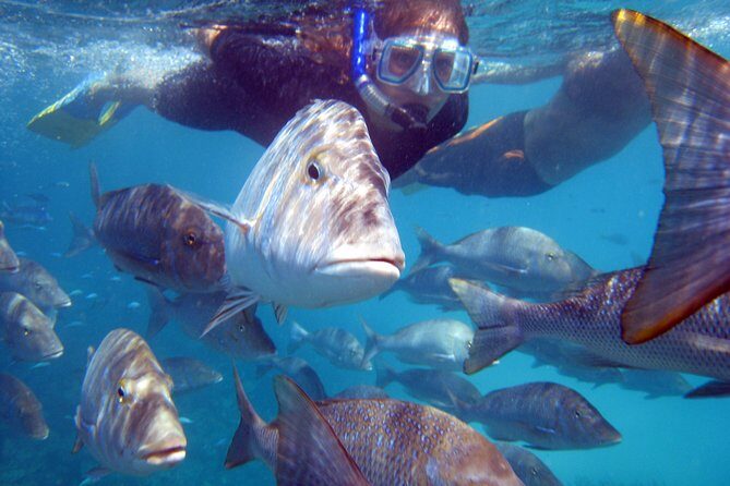 Coral Bay 2-Hour Coral Viewing and Snorkeling - Key Points
