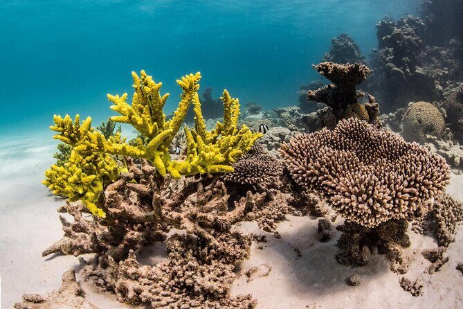Coral Bay 2-Hour Coral Viewing and Snorkeling - Authentic Experiences and Great Reviews