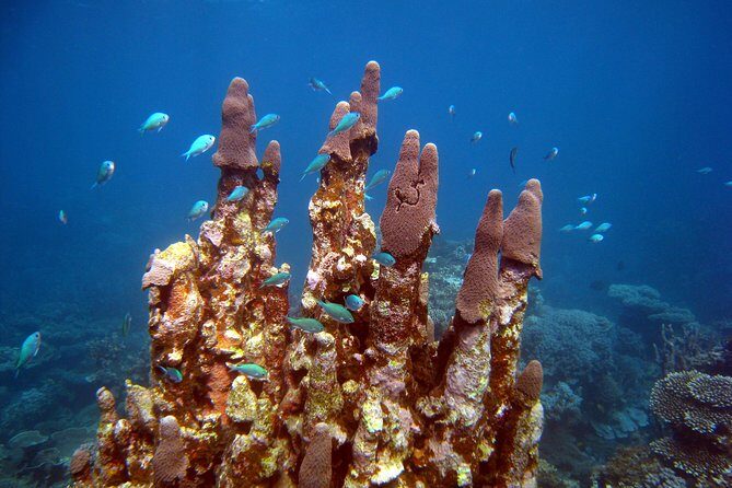 Coral Bay 3-Hour Turtle Ecotour - An In-Depth Look at the Coral Bay 3-Hour Turtle Ecotour