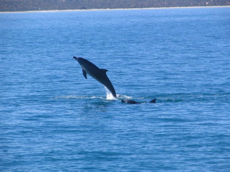 Coral Bay: 3-Hour Whale Watching Experience - Coral Bay: 3-Hour Whale Watching Experience – A Detailed Review