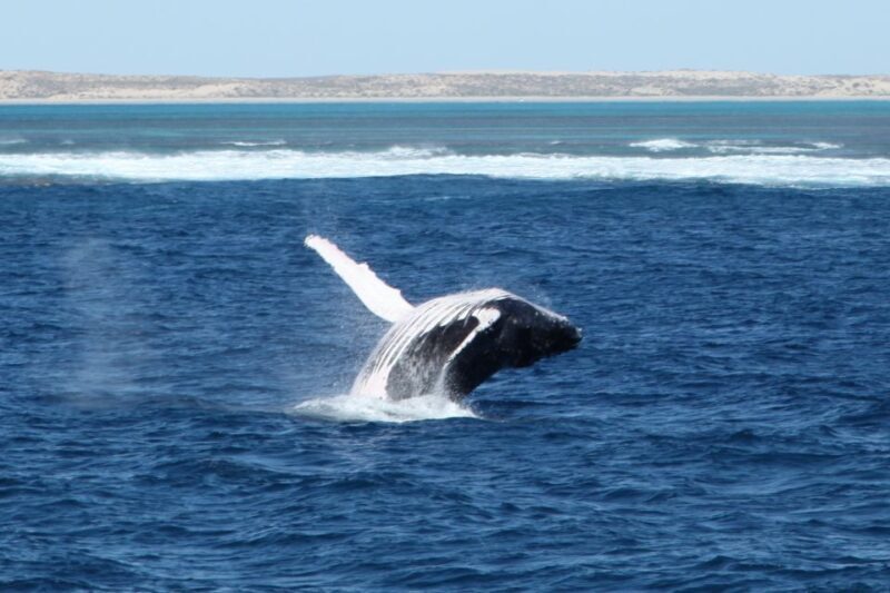 Coral Bay: 3-Hour Whale Watching Experience - An Overview of the Coral Bay Whale Watching Tour
