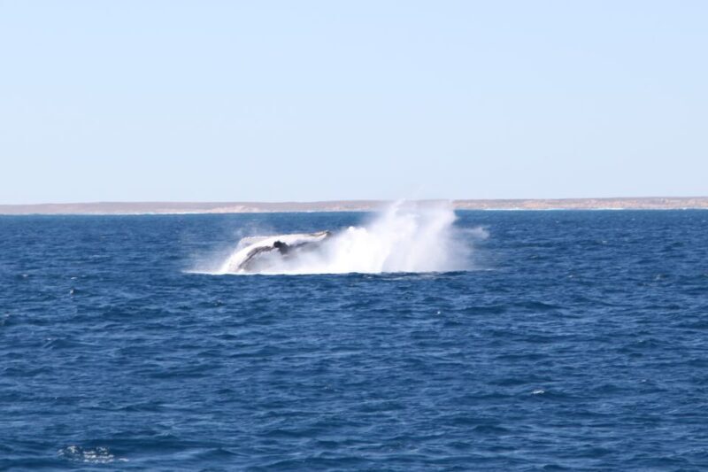 Coral Bay: 3-Hour Whale Watching Experience - The Food and Drink Experience