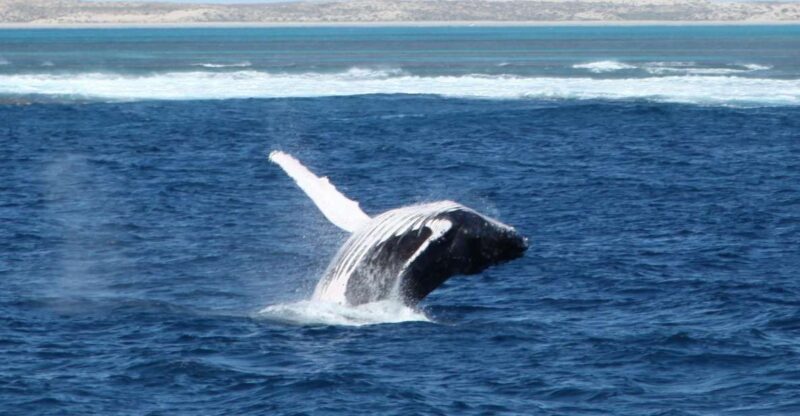 Coral Bay: 3-Hour Whale Watching Experience - Who Should Consider This Tour?