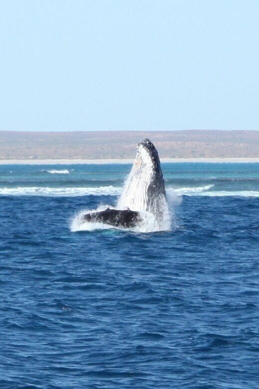 Coral Bay: 3-Hour Whale Watching Experience - Practical Tips for Travelers