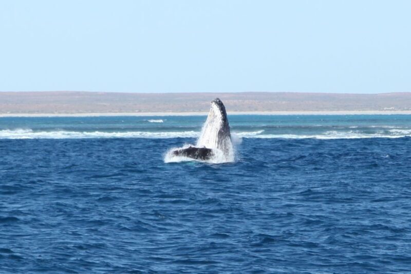 Coral Bay: 3-Hour Whale Watching Experience - Final Thoughts