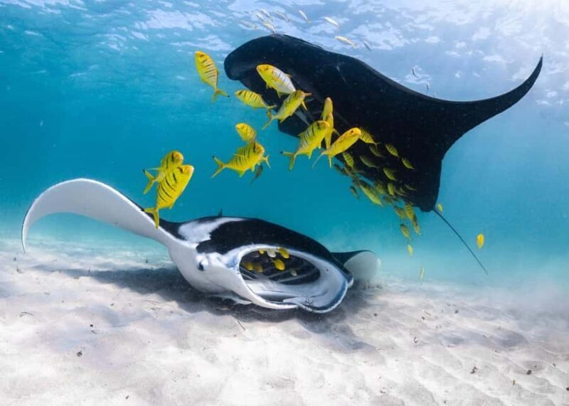 Coral Bay: Half Day Ningaloo Reef Adventure with Manta Rays - An In-Depth Look at the Tour Experience