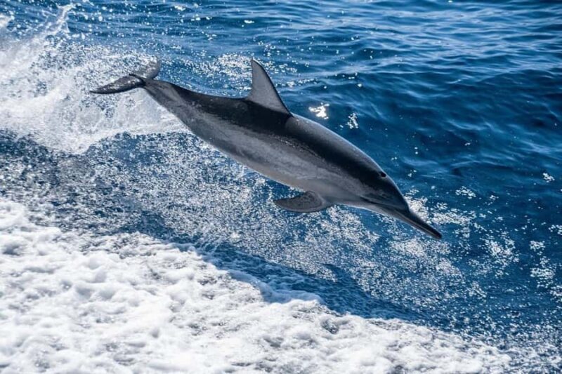 Coral Bay: Half Day Ningaloo Reef Adventure with Manta Rays - Final Thoughts