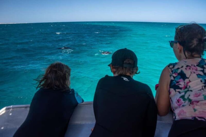 Coral Bay: Half Day Ningaloo Reef Adventure with Manta Rays - FAQ