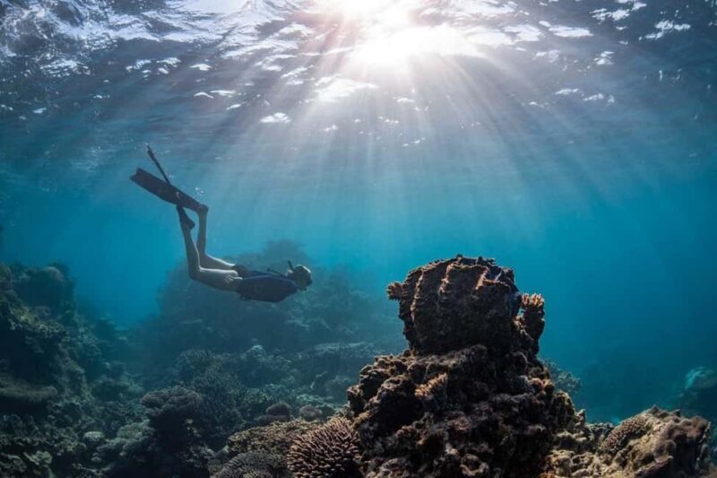 Coral Bay: Half Day Ningaloo Reef Adventure with Manta Rays - Practical Tips for Travelers
