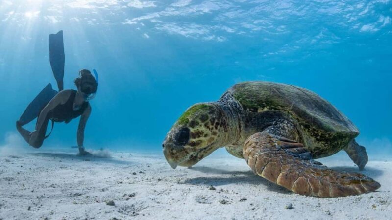 Coral Bay: Half Day Ningaloo Reef Adventure with Manta Rays - Who Will Enjoy This Tour?
