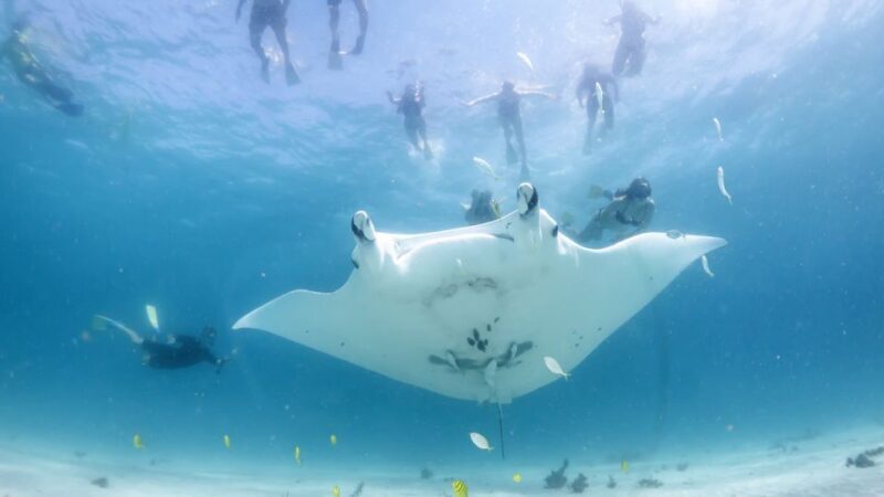 Coral Bay: Marine Eco Safari - Swim With Manta Rays - Practical Details and Tips