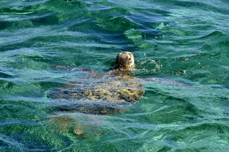 Coral Bay: Ningaloo Reef 3-Hour Turtle Ecotour - Coral Bay: Ningaloo Reef 3-Hour Turtle Ecotour