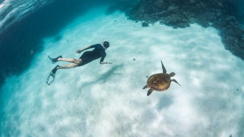 Coral Bay: Ningaloo Reef 3-Hour Turtle Ecotour - Price and Value for Money