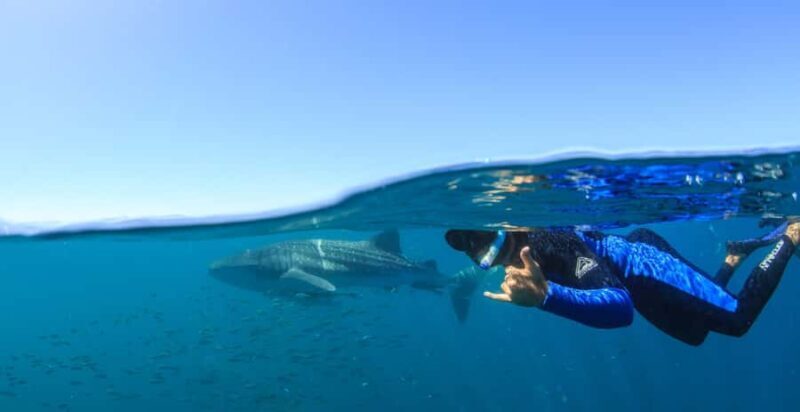 Coral Bay: Ningaloo Reef Swim and Snorkel with Whale Sharks - Key Points
