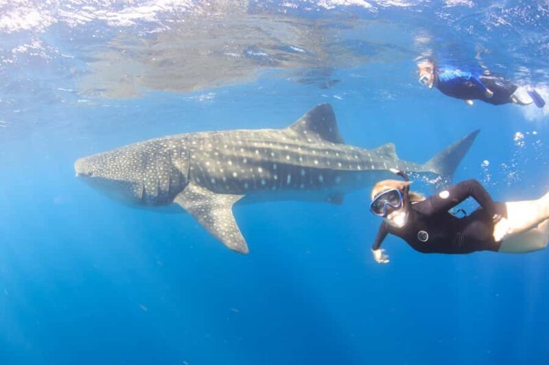 Coral Bay: Ningaloo Reef Swim and Snorkel with Whale Sharks - An In-Depth Look at the Tour Experience