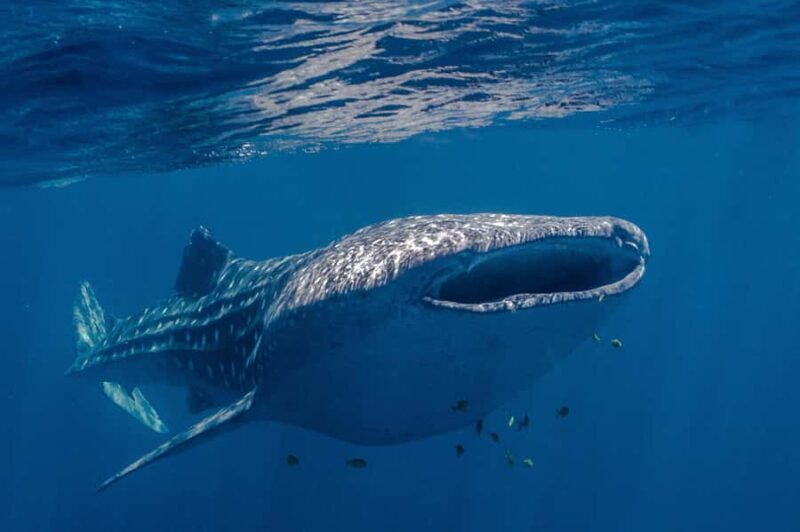 Coral Bay: Ningaloo Reef Swim and Snorkel with Whale Sharks - Who Should Consider This Experience?