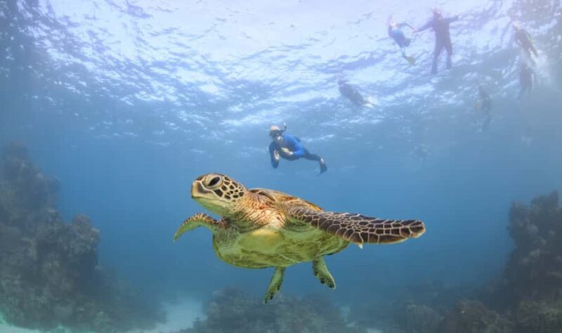 Coral Bay: Ningaloo Reef Swim and Snorkel with Whale Sharks - FAQ