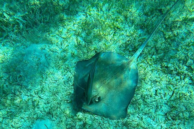 coral-reef-and-sea-turtle-snorkeling-experience