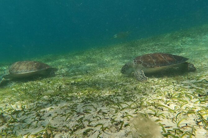 coral-reef-and-sea-turtle-snorkeling-experience