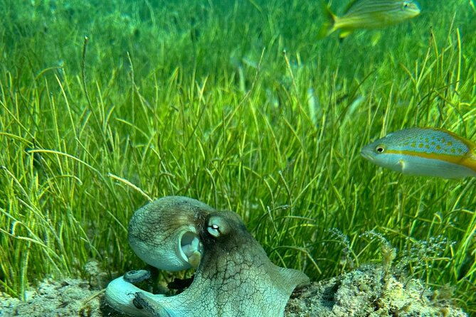 coral-reef-and-sea-turtle-snorkeling-experience