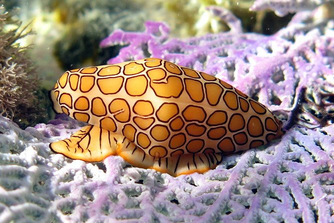 coral-reef-and-turtle-discovery-kayak-and-snorkel-tour