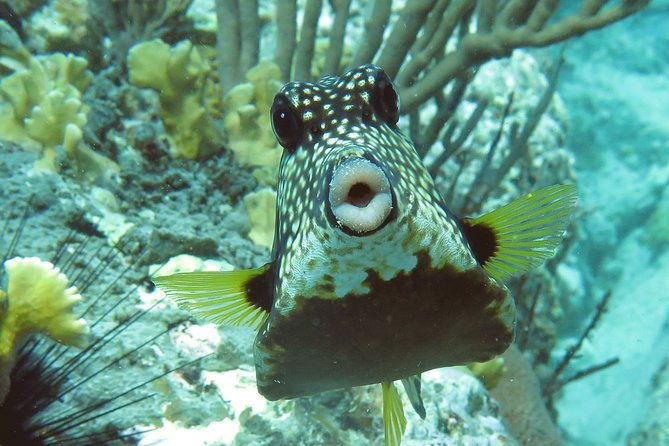 coral-reef-and-turtle-kayak-excursion