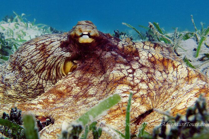 coral-reef-and-turtle-kayak-excursion