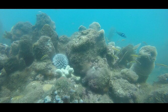 coral-reef-snorkel-adventure-with-photos-and-videos