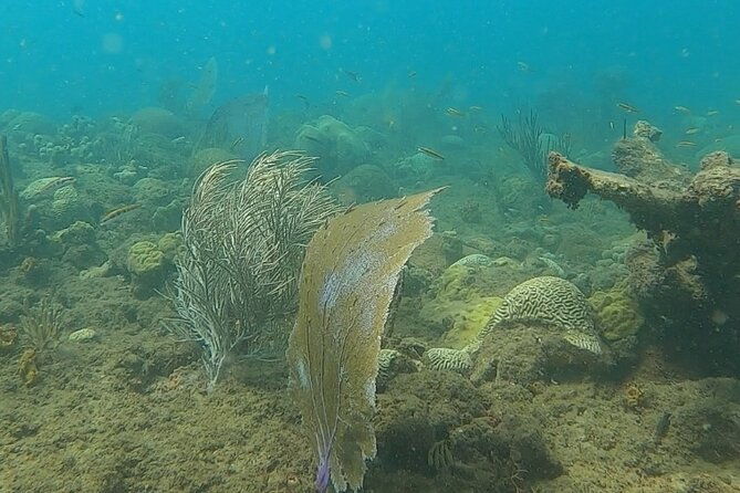 coral-reef-snorkel-adventure-with-photos-and-videos