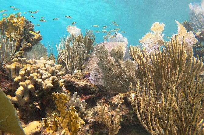 coral-reef-snorkeling-tour