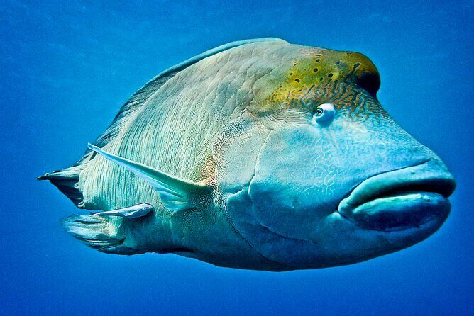 Coral Sea Dreaming Overnight Dive, Snorkel and Sail - Final Thoughts