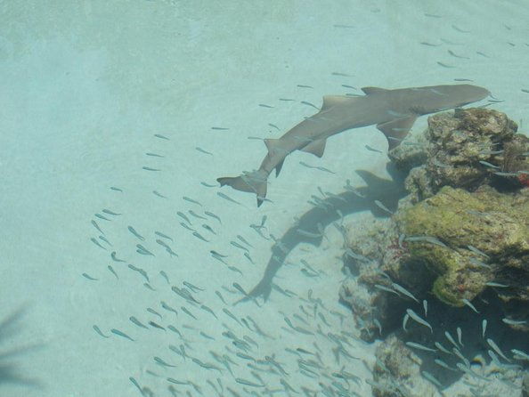 coral-world-ocean-park-general-admission-ticket
