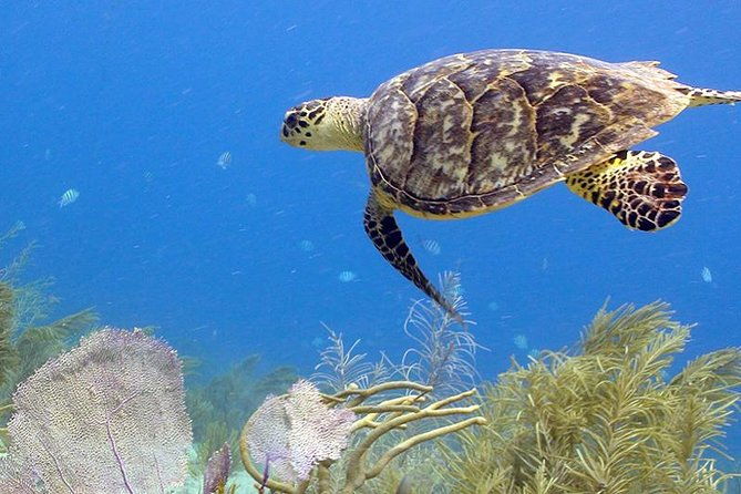 coral-world-ocean-park-general-admission-ticket