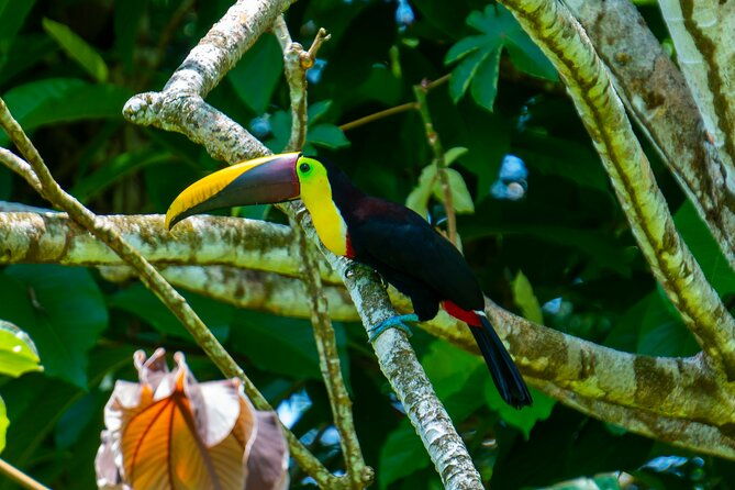 corcovado-and-drake-bay-2-day-small-group-safari-guided-tour