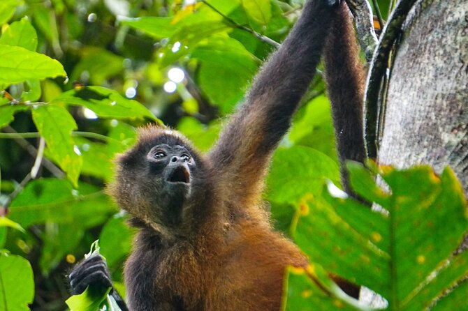 corcovado-and-drake-bay-2-day-small-group-safari-guided-tour