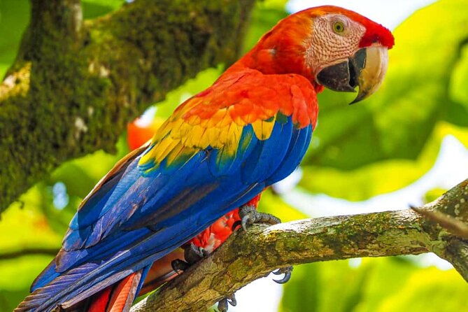 corcovado-hiking-tour