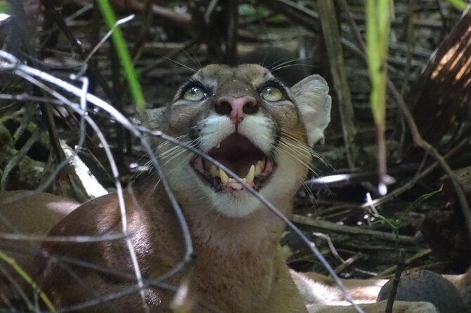 corcovado-hiking-tour